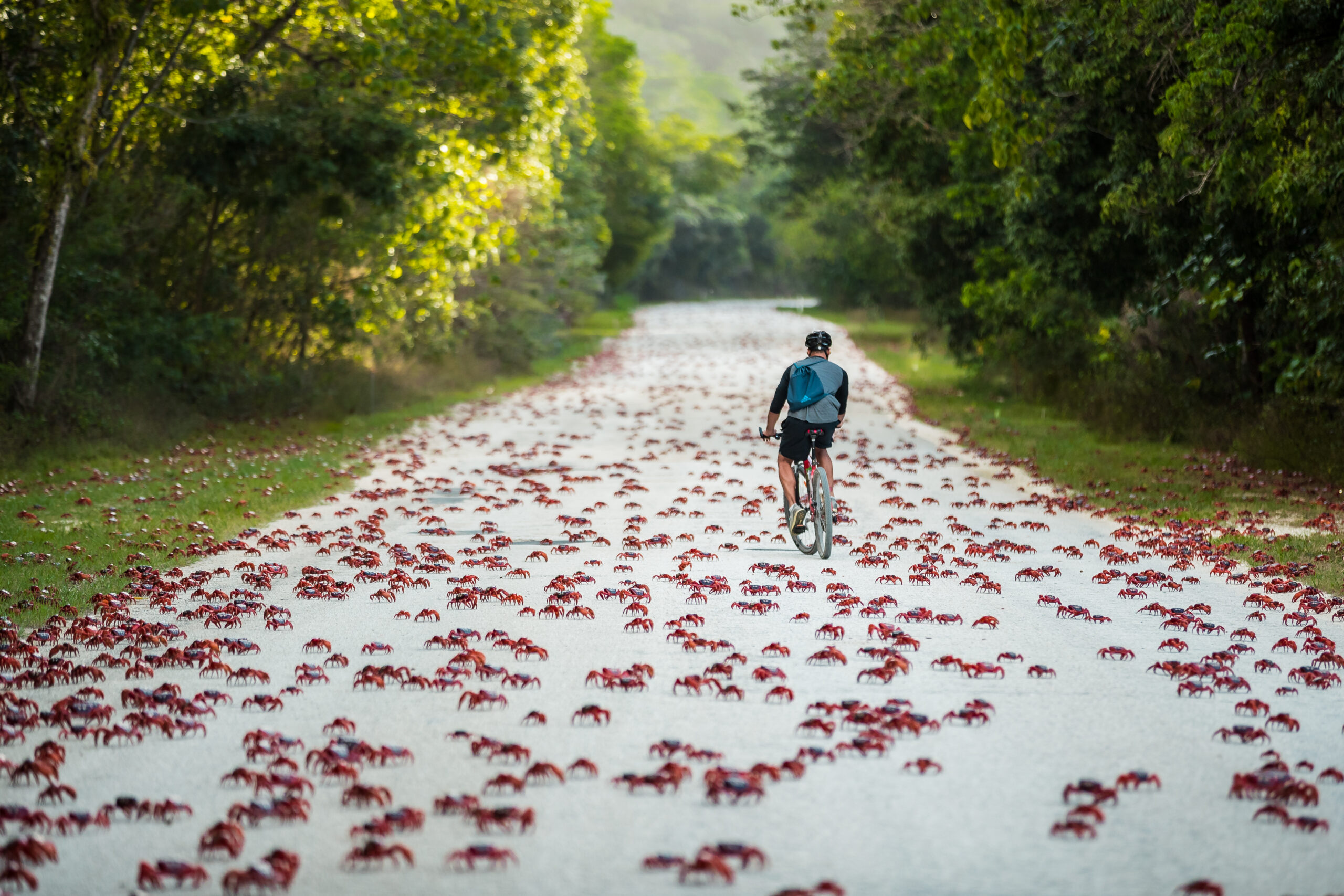 Christmas Island Crab Rider 1