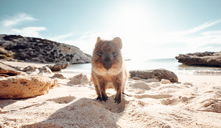 NEW WEBSITE Gallery 720 x 420 Rottnest Island Quokka