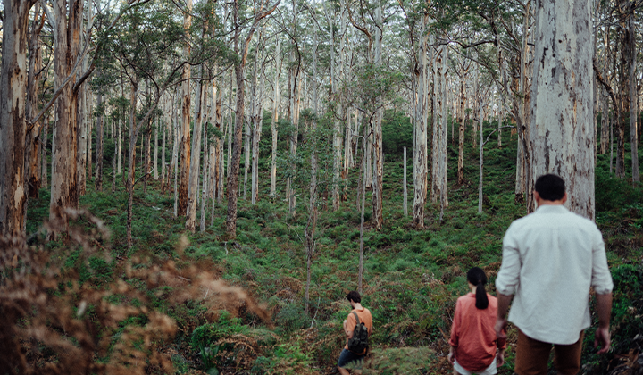 NEW WEBSITE Gallery 720 x 420 Karri Forest Margaret River Region