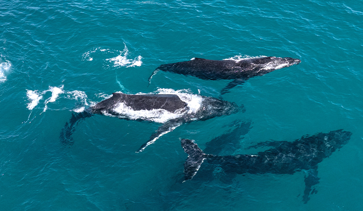 NEW WEBSITE Gallery 720 x 420 Sail Ningaloo